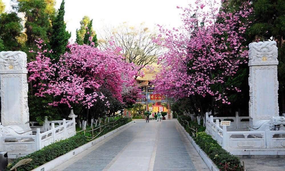 Côn Minh - Đại Lý mùa hoa anh đào 2025